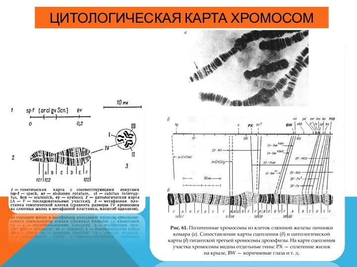 ЦИТОЛОГИЧЕСКАЯ КАРТА ХРОМОСОМ