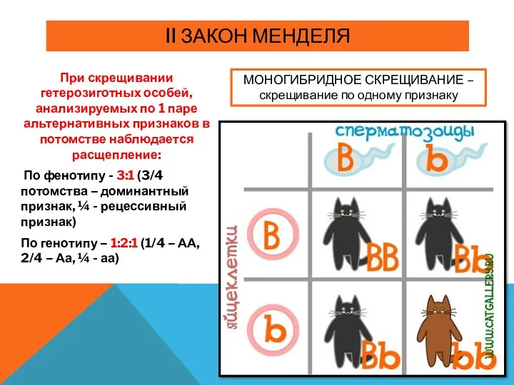 II ЗАКОН МЕНДЕЛЯ При скрещивании гетерозиготных особей, анализируемых по 1