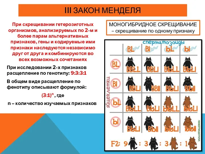 III ЗАКОН МЕНДЕЛЯ При скрещивании гетерозиготных организмов, анализируемых по 2-м