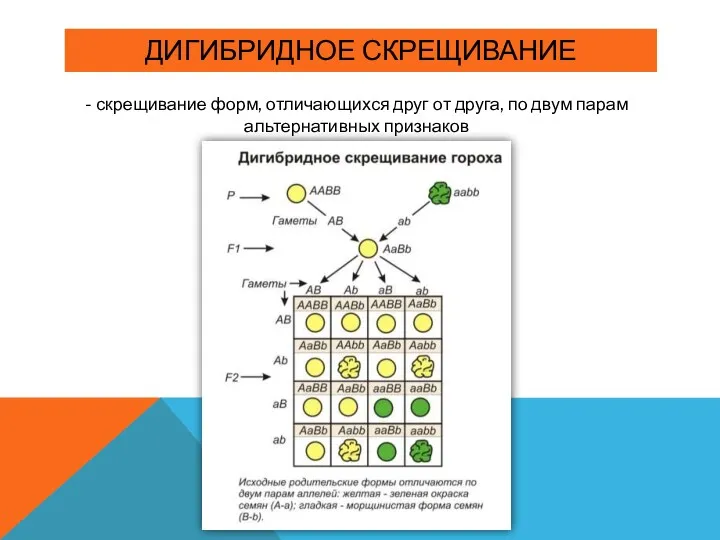 ДИГИБРИДНОЕ СКРЕЩИВАНИЕ - скрещивание форм, отличающихся друг от друга, по двум парам альтернативных признаков