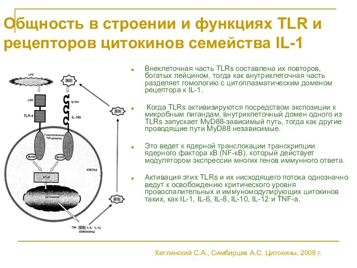 Общность в строении и функциях TLR и рецепторов цитокинов семейства