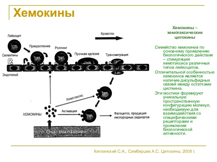 Хемокины Хемокины – хемотаксические цитокины Семейство хемокинов по основному проявлению