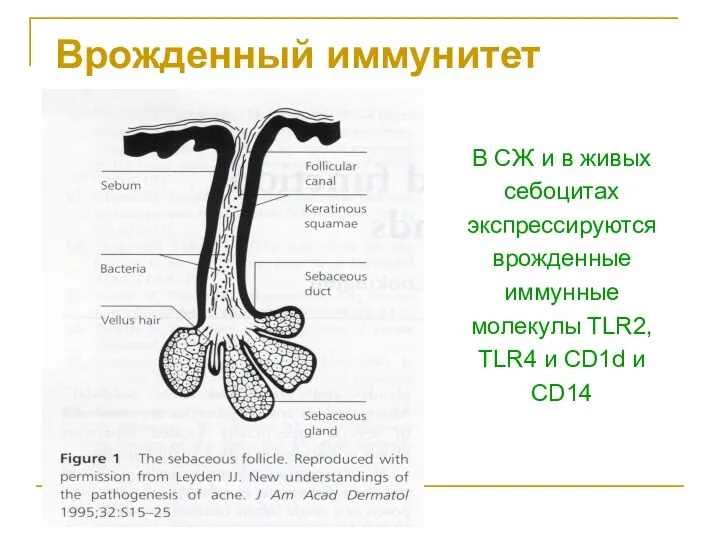 Врожденный иммунитет В СЖ и в живых себоцитах экспрессируются врожденные