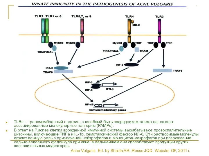 TLRs – трансмембранный протеин, способный быть посредником ответа на патоген-ассоциированные