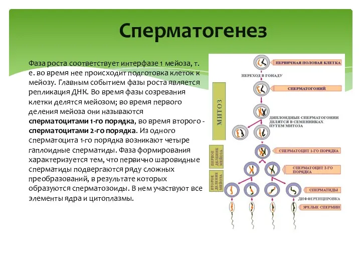 Cперматогенез Фаза роста соответствует интерфазе 1 мейоза, т.е. во время