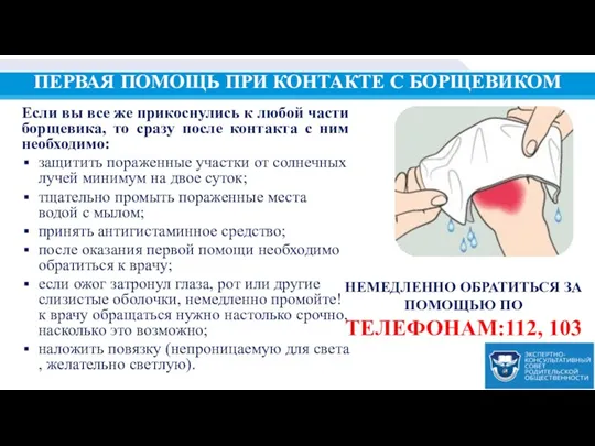 ПЕРВАЯ ПОМОЩЬ ПРИ КОНТАКТЕ С БОРЩЕВИКОМ Если вы все же