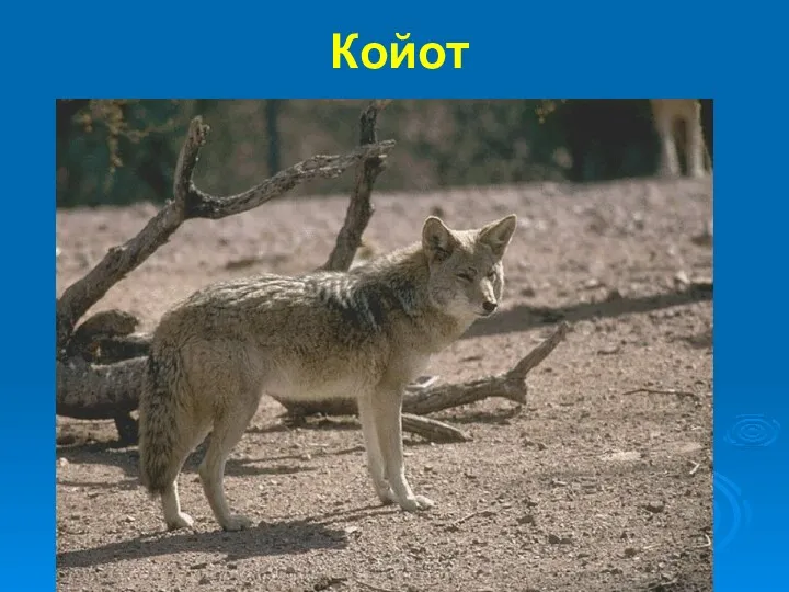 Койот