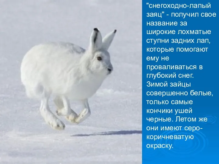 "снегоходно-лапый заяц" - получил свое название за широкие лохматые ступни