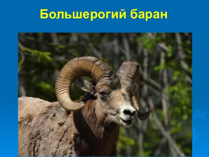 Большерогий баран