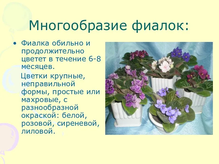 Многообразие фиалок: Фиалка обильно и продолжительно цветет в течение 6-8