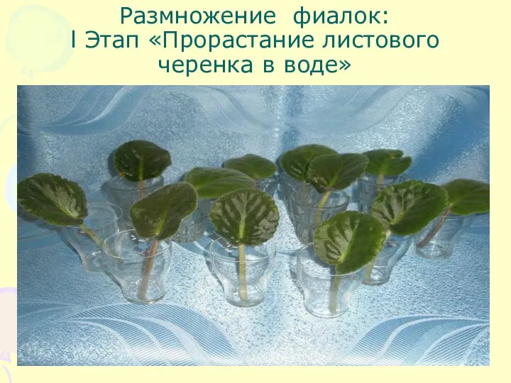 Размножение фиалок: l Этап «Прорастание листового черенка в воде»