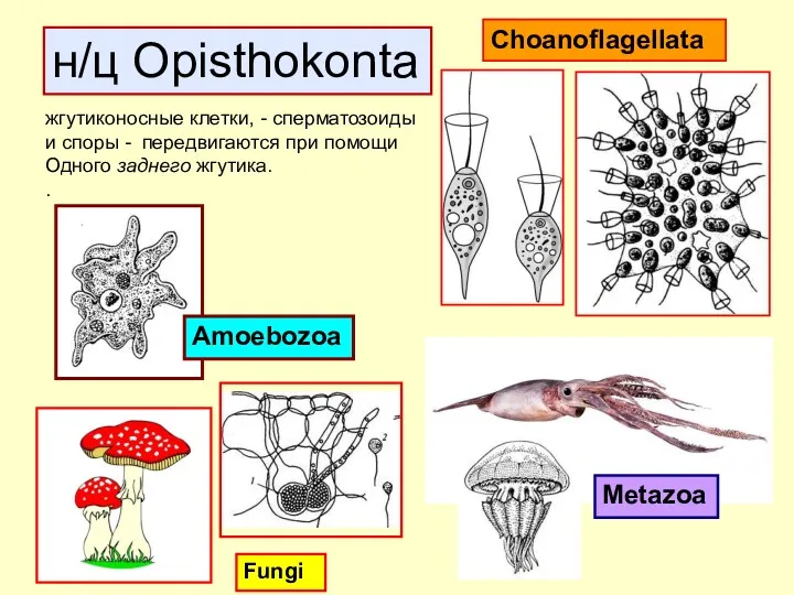 Amoebozoa н/ц Opisthokontа жгутиконосные клетки, - сперматозоиды и споры -