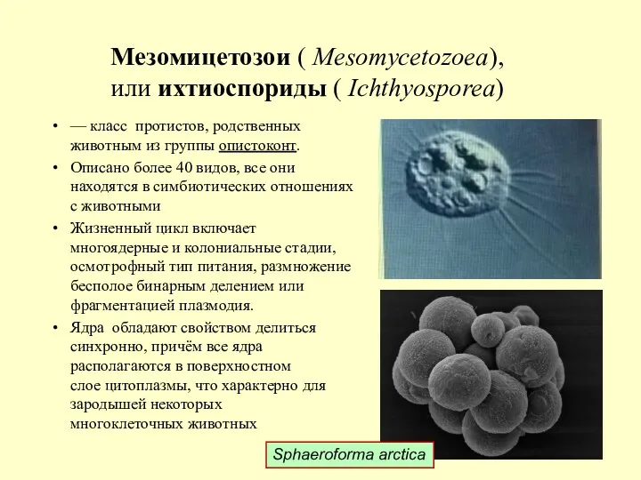 Мезомицетозои ( Mesomycetozoea), или ихтиоспориды ( Ichthyosporea) — класс протистов,