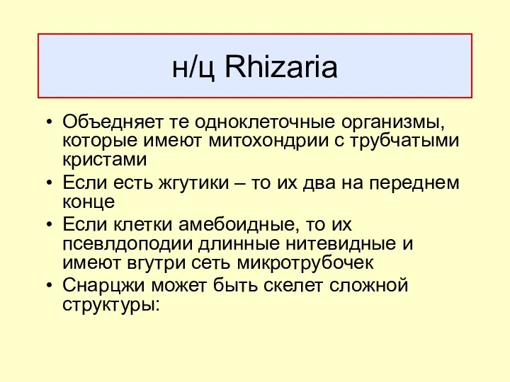 н/ц Rhizaria Объедняет те одноклеточные организмы, которые имеют митохондрии с