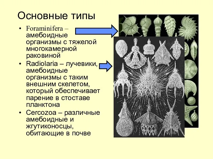 Основные типы Foraminifera – амебоидные организмы с тяжелой многокамерной раковиной