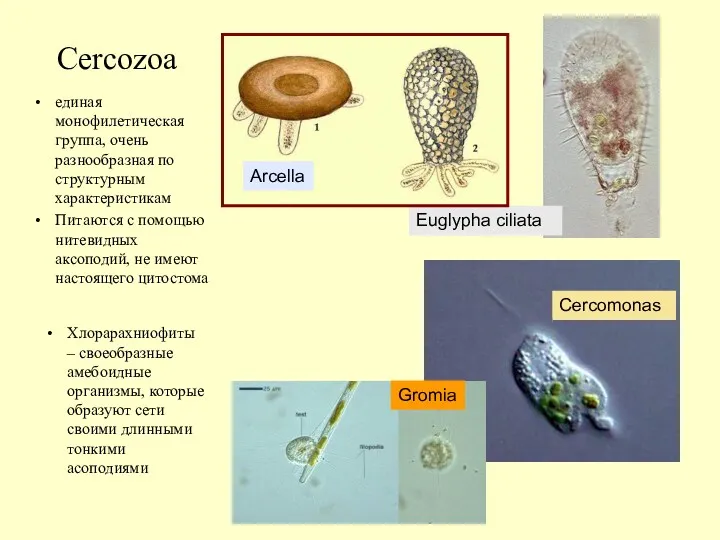 Сercozoa единая монофилетическая группа, очень разнообразная по структурным характеристикам Питаются