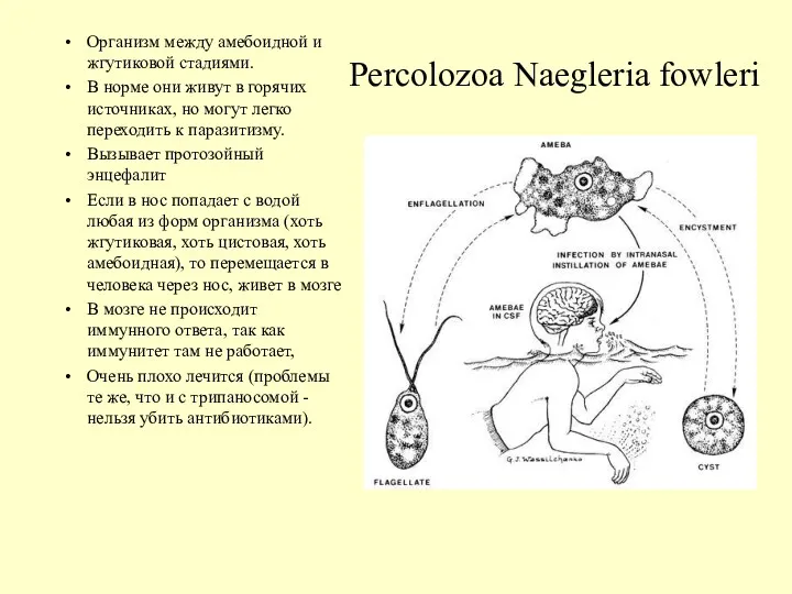 Percolozoa Naegleria fowleri Организм между амебоидной и жгутиковой стадиями. В