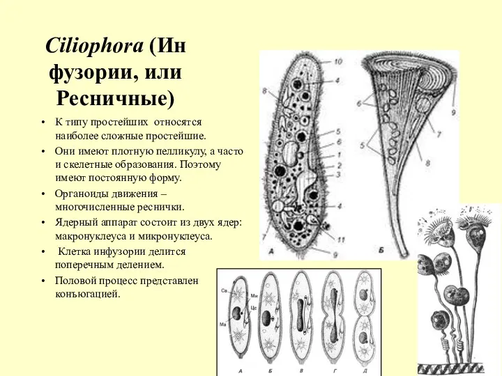 Ciliophora (Инфузории, или Ресничные) К типу простейших относятся наиболее сложные