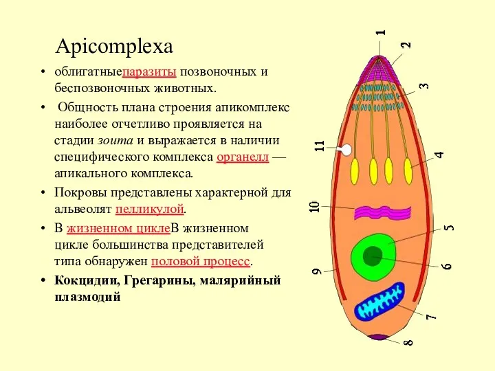 Apicomplexa облигатныепаразиты позвоночных и беспозвоночных животных. Общность плана строения апикомплекс