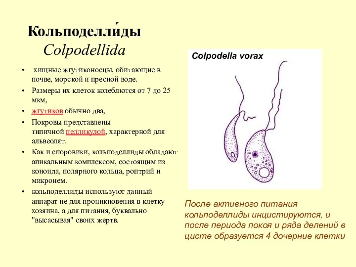 Кольподелли́ды Colpodellida хищные жгутиконосцы, обитающие в почве, морской и пресной