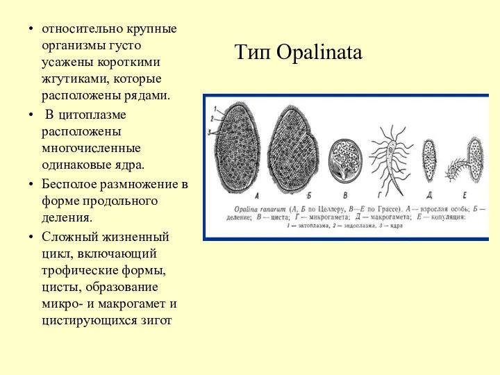 Тип Opalinata относительно крупные организмы густо усажены короткими жгутиками, которые