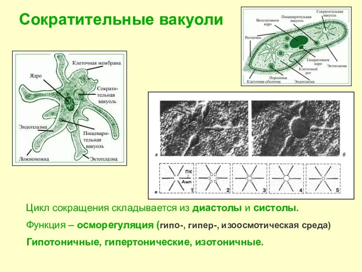 Сократительные вакуоли Цикл сокращения складывается из диастолы и систолы. Функция