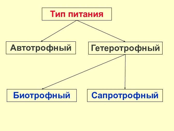 Тип питания Автотрофный Гетеротрофный Биотрофный Сапротрофный