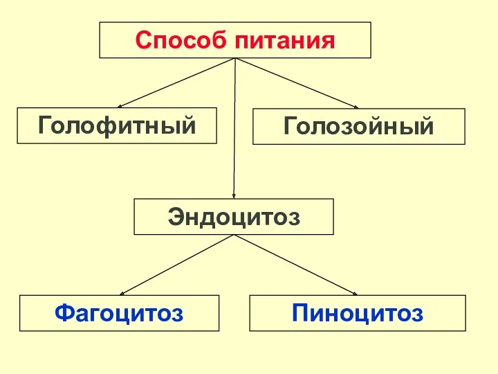 Способ питания Голофитный Голозойный Фагоцитоз Пиноцитоз Эндоцитоз