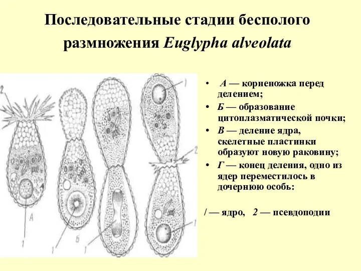 Последовательные стадии бесполого размножения Euglypha alveolata А — корненожка перед