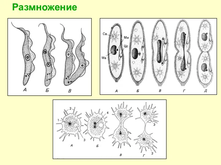 Размножение