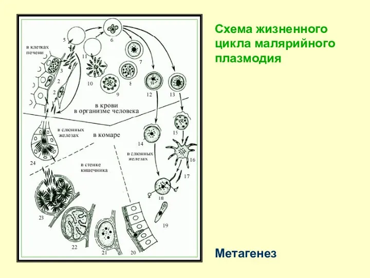 Метагенез Схема жизненного цикла малярийного плазмодия