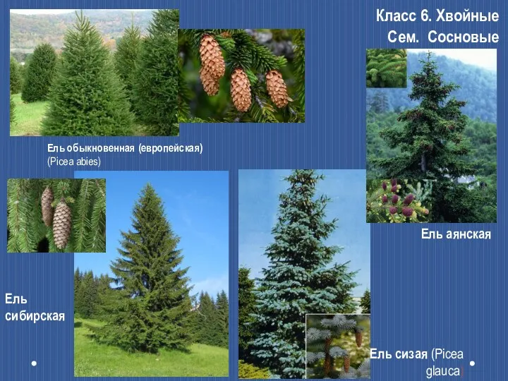 Ель сизая (Picea glauca) Класс 6. Хвойные Сем. Сосновые Ель