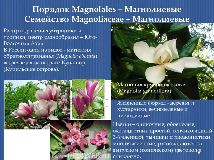 Порядок Magnolales – Магнолиевые Семейство Magnoliaceae – Магнолиевые Распространениесубтропики и
