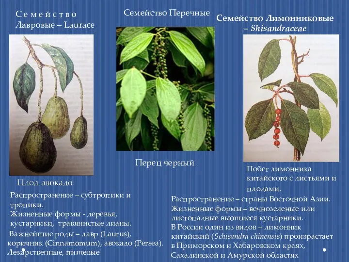 Семейство Лимонниковые – Shisandraceae Распространение – страны Восточной Азии. Жизненные