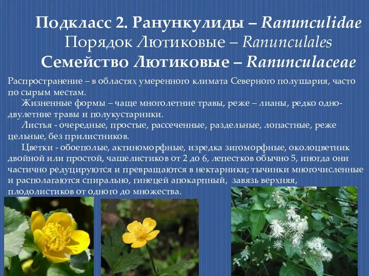 Подкласс 2. Ранункулиды – Ranunculidae Порядок Лютиковые – Ranunculales Семейство