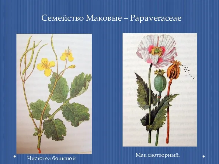Семейство Маковые – Papaveraceae Чистотел большой Мак снотворный.