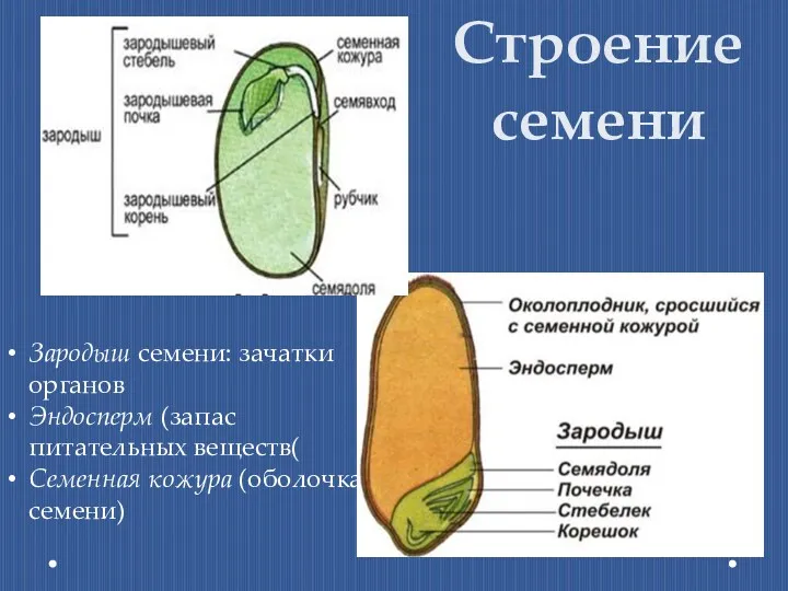 Строение семени Зародыш семени: зачатки органов Эндосперм (запас питательных веществ( Семенная кожура (оболочка семени)