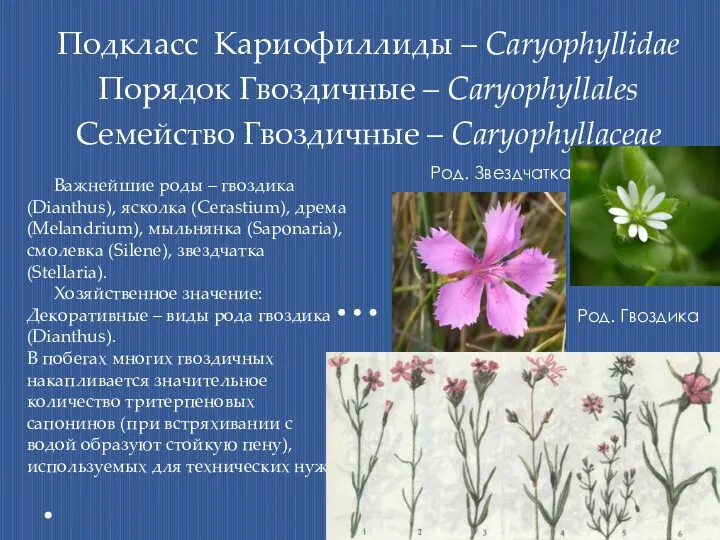 Подкласс Кариофиллиды – Caryophyllidae Порядок Гвоздичные – Caryophyllales Семейство Гвоздичные