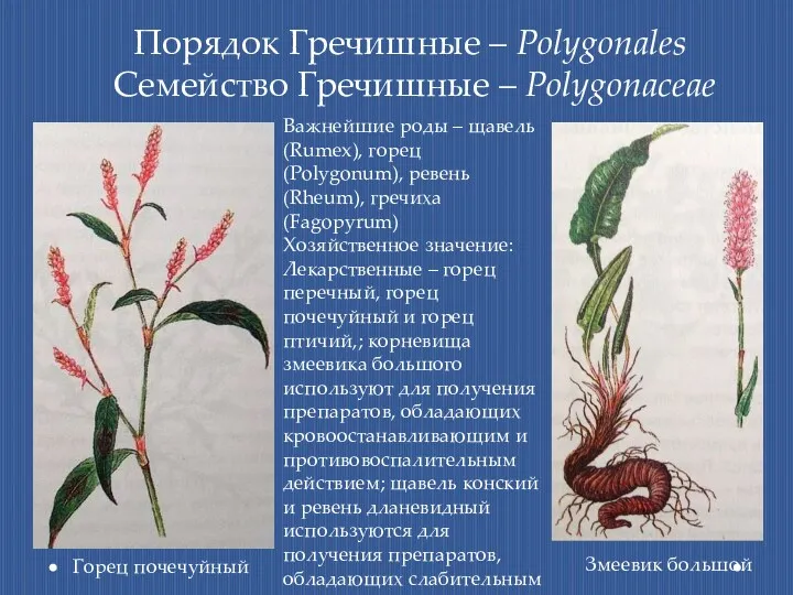 Порядок Гречишные – Polygonales Семейство Гречишные – Polygonaceae Змеевик большой