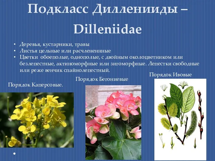 Подкласс Дилленииды – Dilleniidae Деревья, кустарники, травы Листья цельные или
