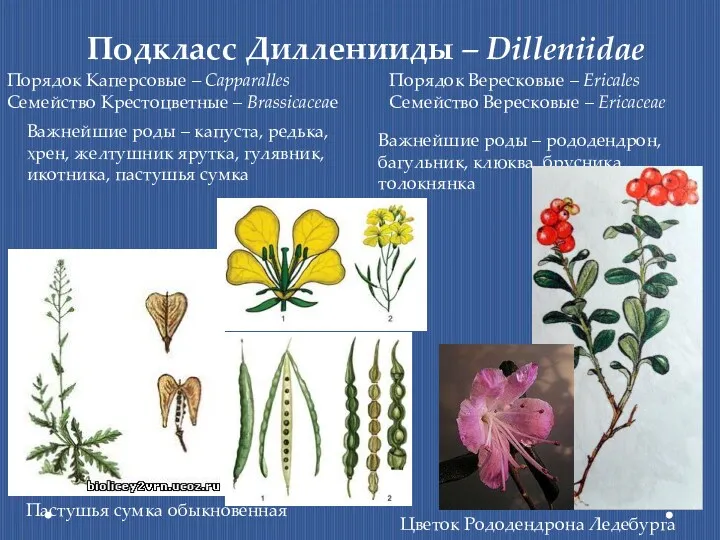 Подкласс Дилленииды – Dilleniidae Порядок Каперсовые – Capparalles Семейство Крестоцветные