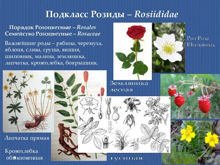 Подкласс Розиды – Rosiididae Порядок Розоцветные – Rosales Семейство Розоцветные