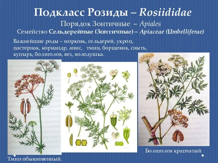 Подкласс Розиды – Rosiididae Порядок Зонтичные – Apiales Семейство Сельдерейные