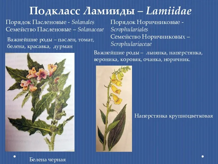 Подкласс Ламииды – Lamiidae Порядок Пасленовые - Solanales Семейство Пасленовые