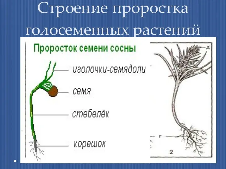 Строение проростка голосеменных растений