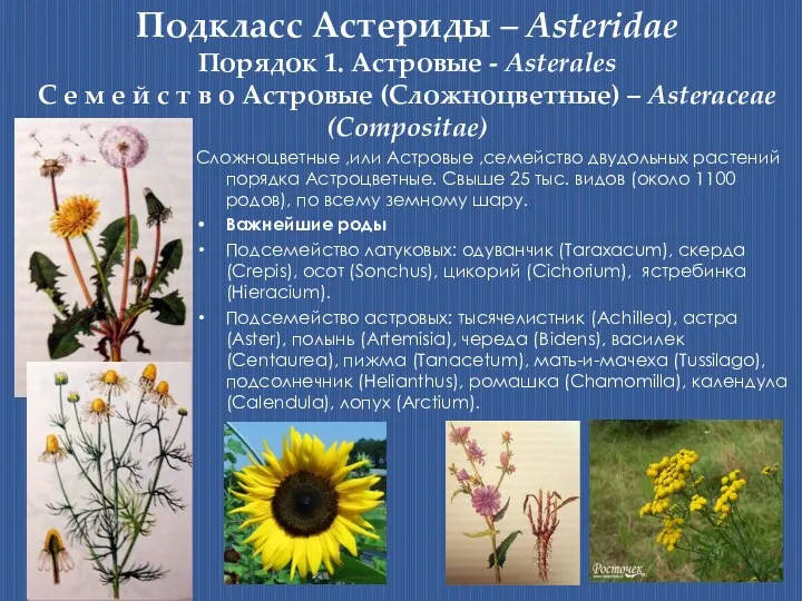 Подкласс Астериды – Asteridae Порядок 1. Астровые - Asterales С
