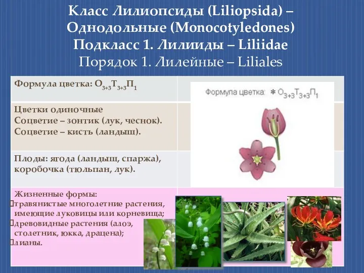 Класс Лилиопсиды (Liliopsida) – Однодольные (Monocotyledones) Подкласс 1. Лилииды – Liliidae Порядок 1. Лилейные – Liliales