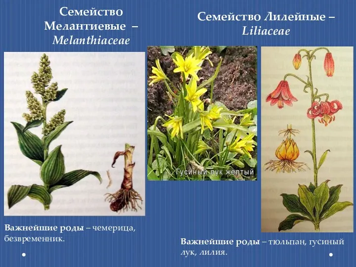 Семейство Мелантиевые – Melanthiaceae Важнейшие роды – чемерица, безвременник. Семейство