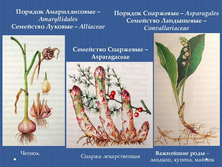 Порядок Амариллисовые – Amaryllidales Семейство Луковые – Alliaceae Чеснок. Порядок