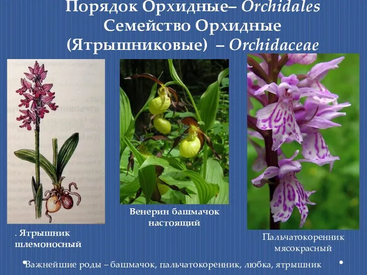 Порядок Орхидные– Orchidales Семейство Орхидные (Ятрышниковые) – Orchidaceae Важнейшие роды